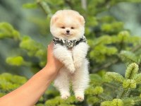 Pomeranian bebeklerimiz 50-70 günlük