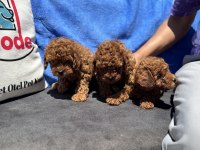 Petmode köpek çiftliğinde ziyarete açık kore toy poodle