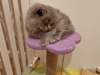 BRITISH LONGHAIR SEVİMLİ YAVRULARIM 