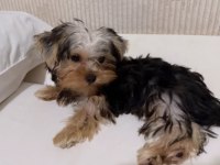 Teddy yorkshire terrier