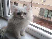Kedi Sahiplendirme british longhair