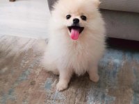 Karbeyaz dişi çok oyuncu ve sağlıklı pomeranian
