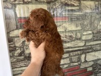 Toy Poodle köpeğimiz