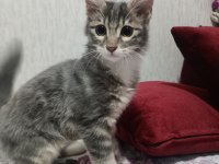 3.5 aylık minik Norveç orman kedisi