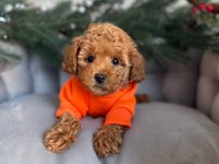 Toy poodle yavru
