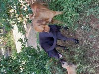 LABRADOR YAVRULARI 1 AYLIK