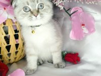 Minnoş Lara yeni yuva scottish fold