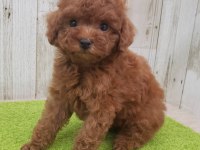 IRK GARANTİLİ MALTİPOO YAVRULARI