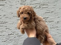 Sevimli ve Safkan Poodle Yavrular