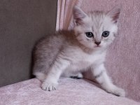 British shorthair sevimli yavrular