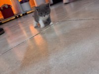 A kalite bicolor british shorthair yavrumuz