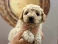 Toy poodle yavru köpeklerimiz
