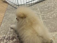 2 Aylık Erkek Pomeranian