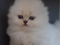 Türkiyede Tek Eşsiz Güzellik Scottish Fold Long Yavrum