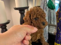 Kore kan poodle köpekler