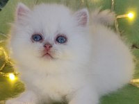 British shorthair ve british longhair erkek ve dişi