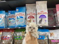 Safkan Dişi Erkek Bebek Kediler