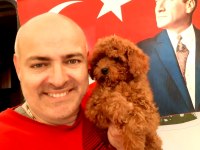 Toy Poodle yavrularımız efsane bebişler