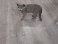 3 aylık erkek scottish fold oyuncu