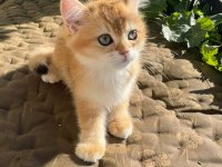 Golden British Shorthair Yavrular