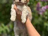 Maltipoo Adana