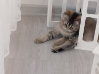 Sevimli oyuncu british shorthair yavrular