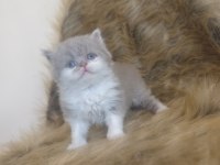 Show kalite british shorthair yavrular ailelerini arıyor