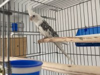 Damızlık Erkek Wf Sultan Papağanı