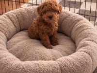 Tertemiz Ev Üretimi Orjinal Toy Poodle