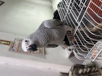 Full evcil erkek jako yavru