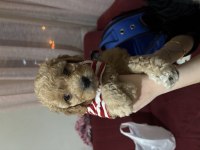 Maltipoo son yavru