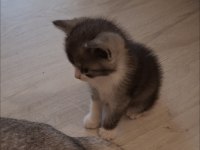 Sevimli Scottish Fold yavrusu