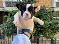 Sevimli Minik Şirin French Bulldog Yavrularımız