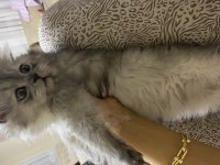 Yavru british longhair ilanı
