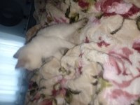 3 aylık dişi siyam