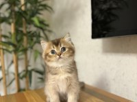 Brıtısh Shorthair Golden Yavrularım