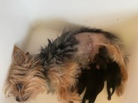 Kaliteli Yorkshire Terrier Yavruları