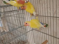 Yavru Alıştırmalık Sevda Papağanları
