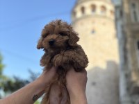 6 aylık aşıları tam sessiz sakin Toy poodle