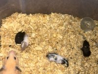 Siyah minik kömür hamster yavrularımız