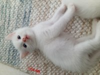 British shorthair yavru