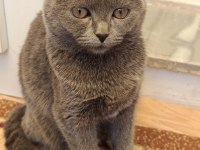 3 aylık scottish fold yavrular sahiplendirilecektir