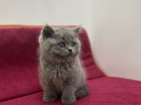 K9 AVRUPA ÇİFTLİĞİNDEN BRTİSH VE SCOTTİSH YAVRULARI