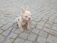 French bulldog 5 aylık