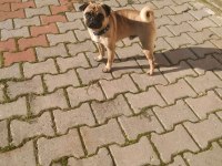 2 yaşında yetişkin pug