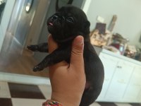 Egzotik ve standart fransız bulldog yavrularımız