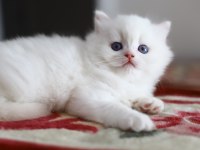 Bir çift boncuk mavi göz british longhair