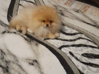 Pamuk pomeranian oğlumuzu sahiplendiriyoruz
