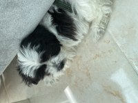 2aylık Maltipoo