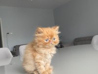 SAFKAN BAL KÖPÜĞÜ YAVRU İRAN KEDİSİ ( 2 AYLIK )